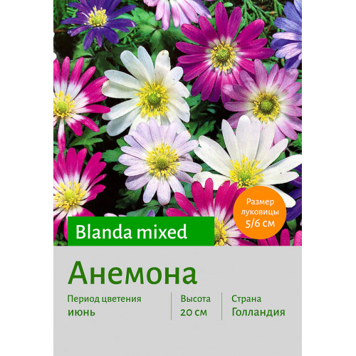 Анемона Blanda mixed