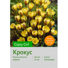 Крокус Gipsy Girl