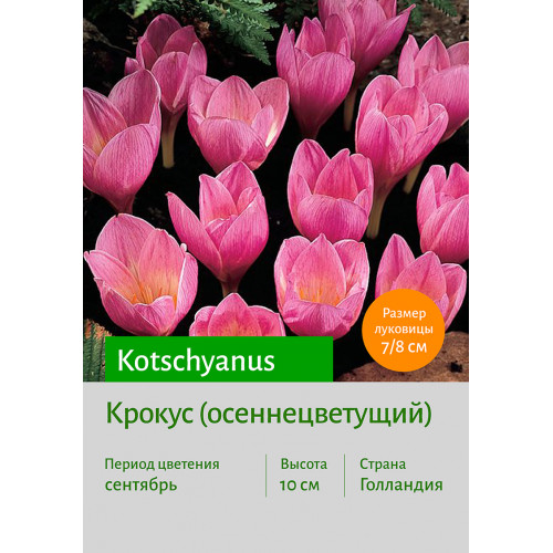 Крокус kotschyanus