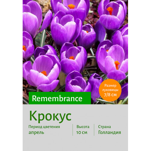 Крокус Remembrance
