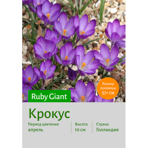 Крокус Ruby Giant