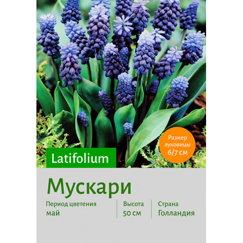 Мускари latifolium