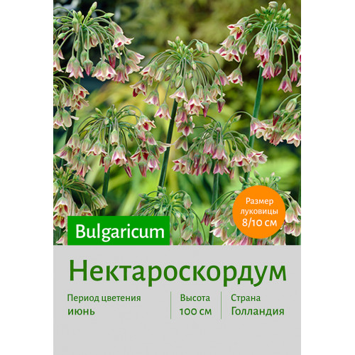 Нектароскордум Bulgaricum