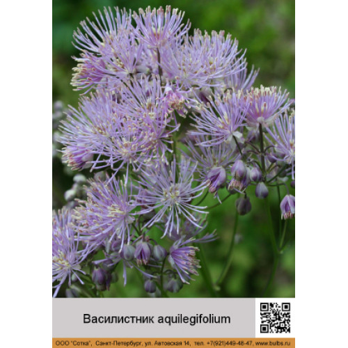 Василистник aquilegifolium