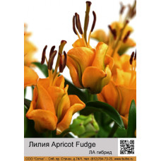 Лилия Apricot Fudge