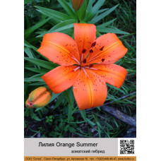 Лилия Orange Summer