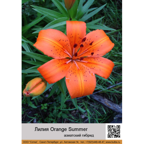 Лилия Orange Summer