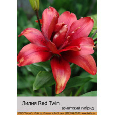 Лилия Red Twin