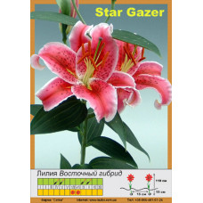 Лилия Stargazer