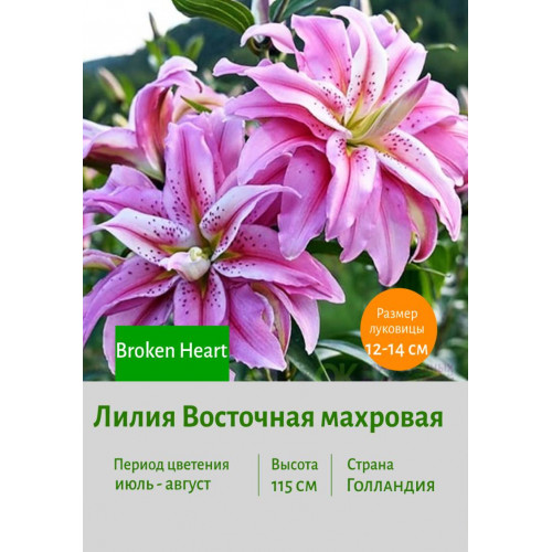 Лилия Broken Heart