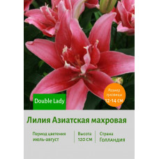 Лилия Double Lady