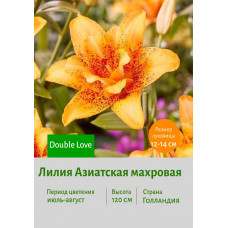 Лилия Double Love