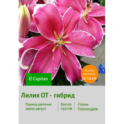 Лилия El Capitan