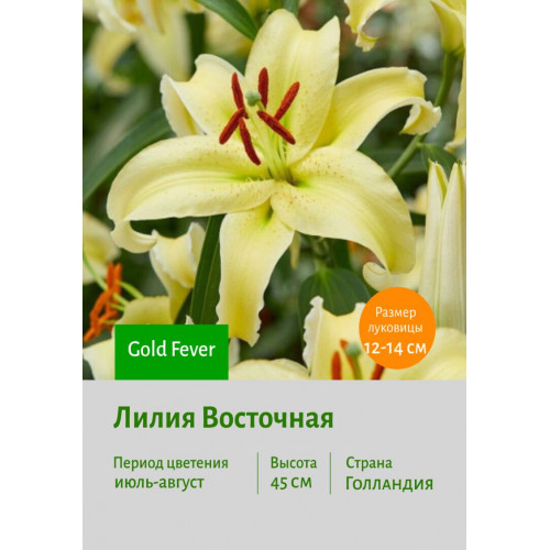 Лилия Gold Fever