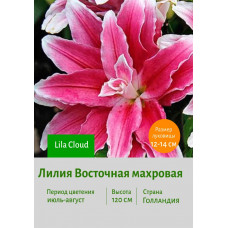 Лилия Lila Cloud