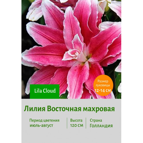 Лилия Lila Cloud