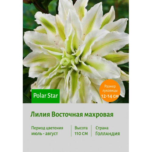 Лилия Polar Star