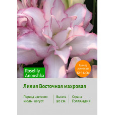 Лилия Roselily Anoushka