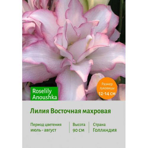 Лилия Roselily Anoushka