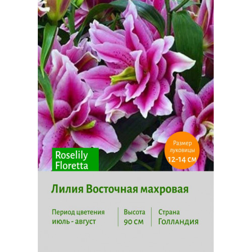 Лилия Roselily Floretta