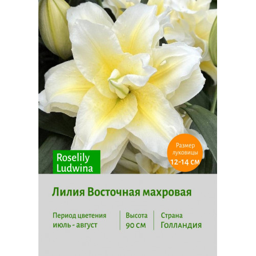 Лилия Roselily Ludwina