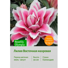 Лилия Roselily Olympia