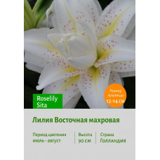 Лилия Roselily Sita