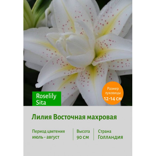 Лилия Roselily Sita