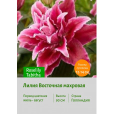 Лилия Roselily Tabitha