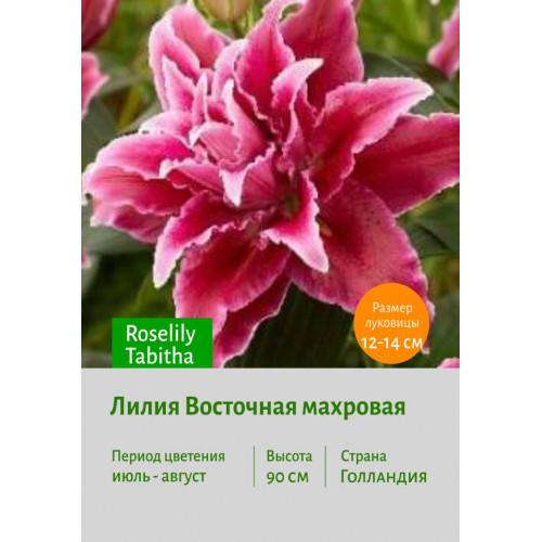 Лилия Roselily Tabitha