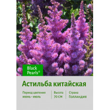 Астильба Black Pearls