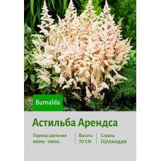 Астильба Bumalda