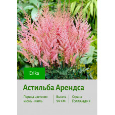 Астильба Erika