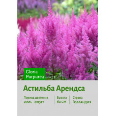 Астильба Gloria Purpurea