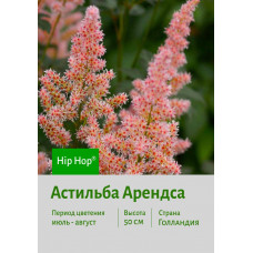 Астильба Hip Hop