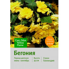 Бегония Casc. Odor. Yellow Flame