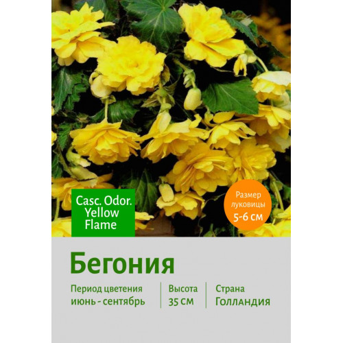 Бегония Casc. Odor. Yellow Flame