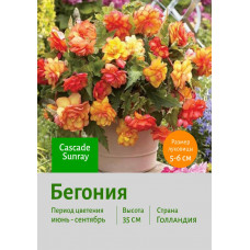 Бегония Cascade Sunray