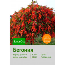 Бегония Santa Cruz