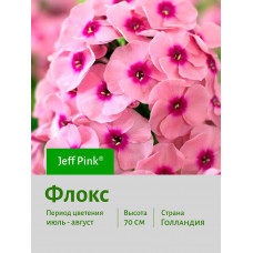 Флокс Jeff Pink