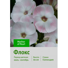 Флокс Mother of Pearl