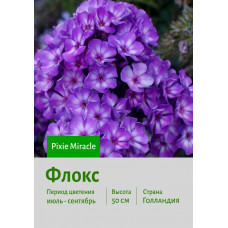 Флокс Pixie_Miracle