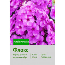 Флокс Purple Paradise