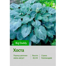 Хоста Big Daddy