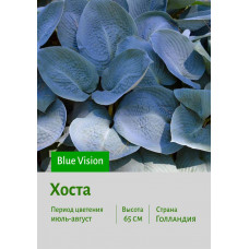 Хоста Blue Vision