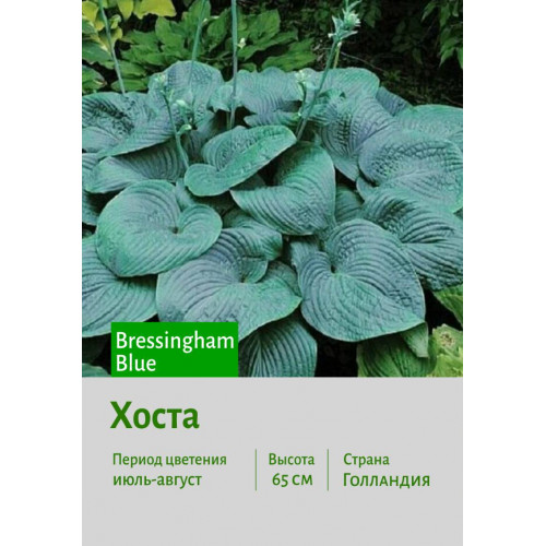 Хоста Bressingham Blue