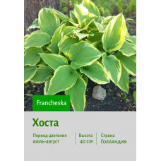 Хоста Francheska