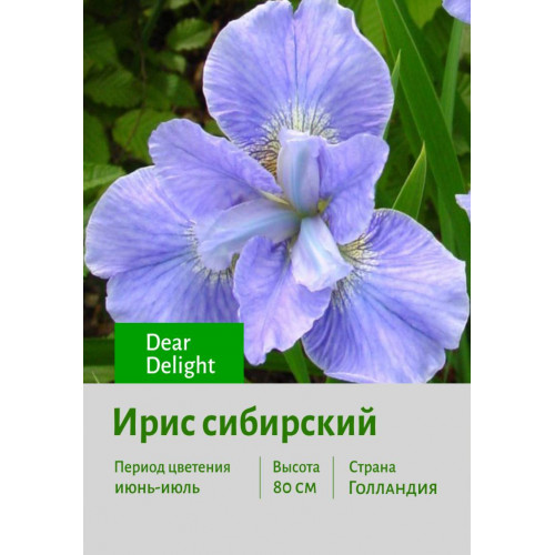 Ирис сибирский Dear Delight