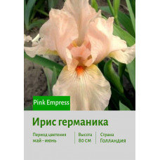 Ирис германика Pink Empress