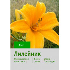 Лилейник Aten